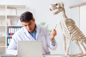a male veterinary student studying with his laptop