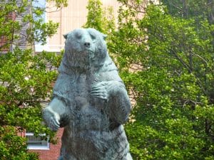 a bear, the inspiration behind Brown's official mascot