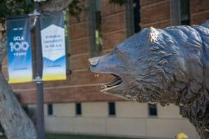 a bear, the UCLA official mascot
