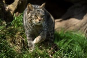 wildcat - the inspiration behind Northwestern mascot