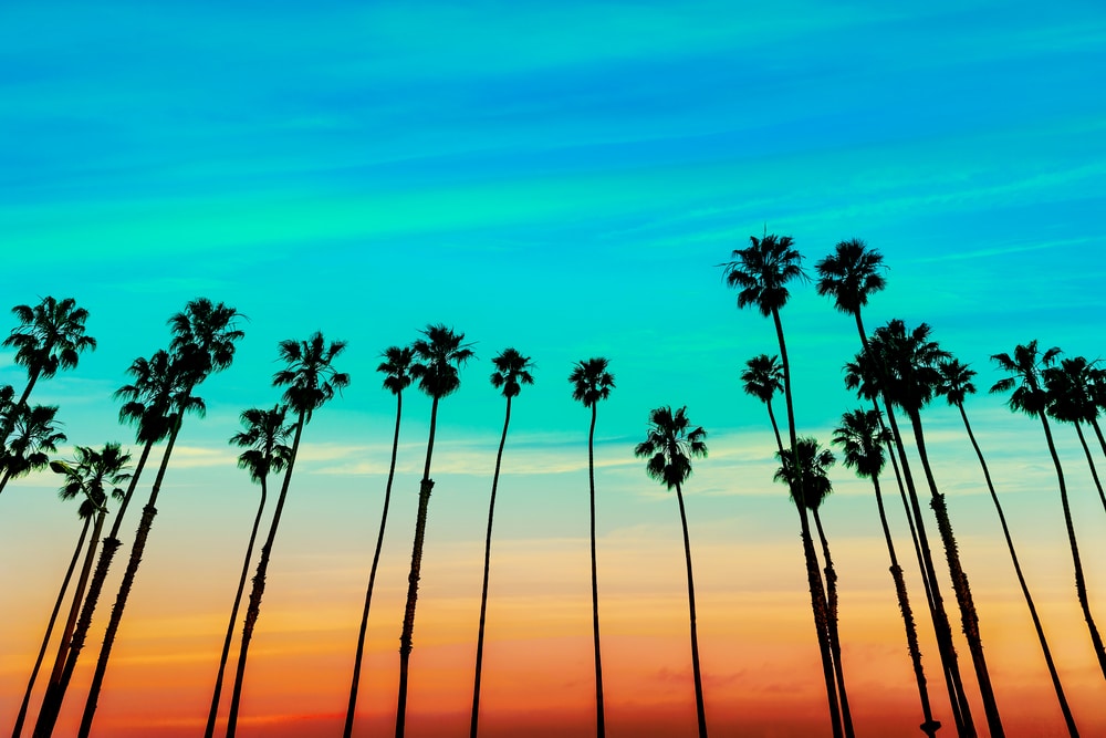 California sky line with palm trees