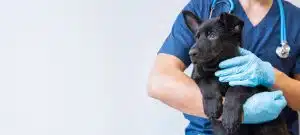 an unidentified veterinarian holding a dog