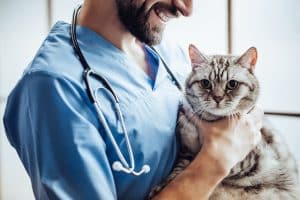 How To Choose From The Best Veterinarian Schools?