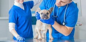 French Bulldog in a veterinary clinic. Two doctors are examining him.
