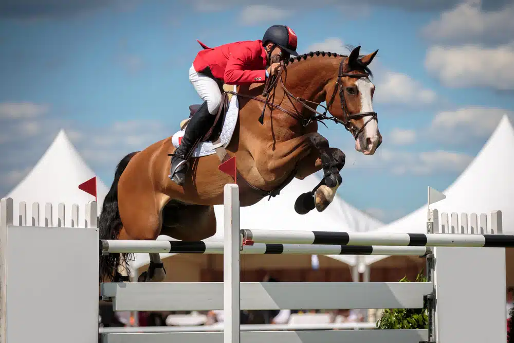 Top Equestrian Colleges AdmissionSight