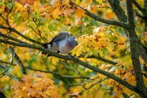 cornell campus life aves birdwatching sendero natural