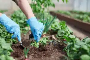 Gardener in gloves prepares the soil for seedling.