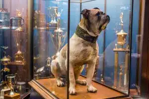The original Handsome Dan, a bulldog who serves as the mascot of Yale University
