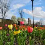 Spring tulips blooming across a landscaped campus area, highlighting where the University of Michigan is located in Ann Arbor, Michigan.