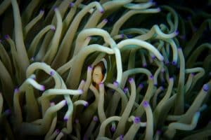 fish in anemone