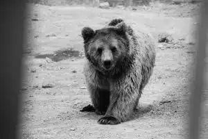grayscale photo of bear walking on sand