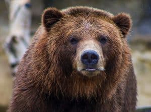 shallow focus of brown grizzly bear