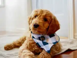 Cute puppy wearing a blue checkered bandana, symbolizing one of the best ways to announce college decision in a fun and personal way.